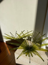 Load image into Gallery viewer, Green Arbolito Fruit Bowl by a Christopher Metcalfe