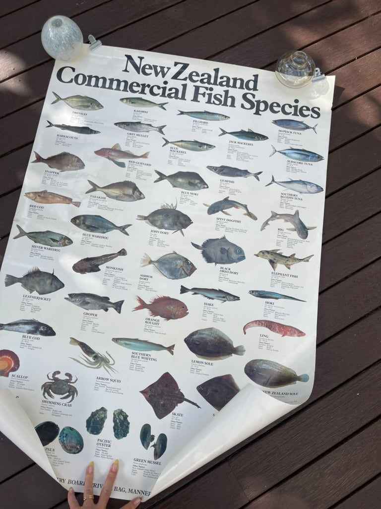 Iconic New Zealand Commerical Fish Species Poster