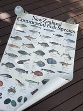 Load image into Gallery viewer, Iconic New Zealand Commerical Fish Species Poster
